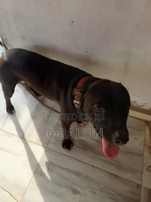 Photo - 1+ year Male Purebred American Pit Bull Terrier
