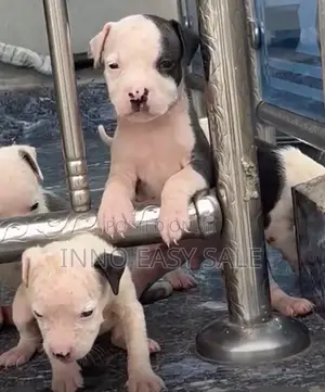 1-3 months Female Purebred American Pit Bull Terrier
