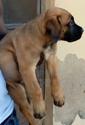 Photo - 1-3 months Male Purebred Boerboel