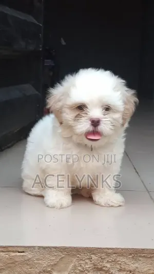 1-3 months Female Purebred Lhasa Apso