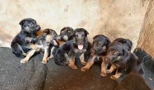 Photo - 1-3 months Female Purebred German Shepherd