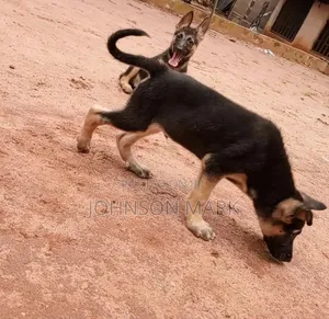 1-3 months Female Purebred German Shepherd