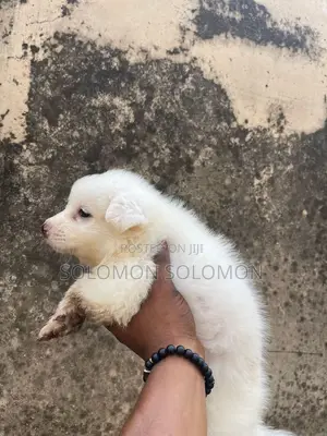 1-3 months Female Purebred American Eskimo
