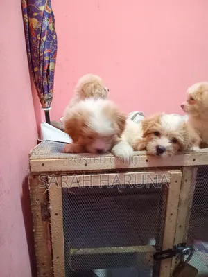 1-3 months Male Purebred Lhasa Apso