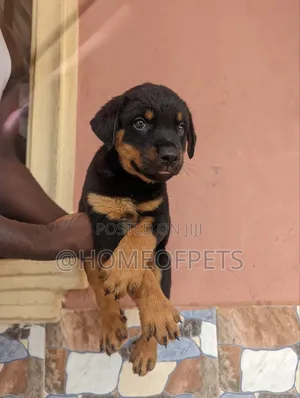 1-3 months Male Purebred Rottweiler
