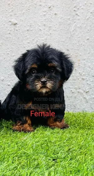 1-3 months Male Purebred Lhasa Apso