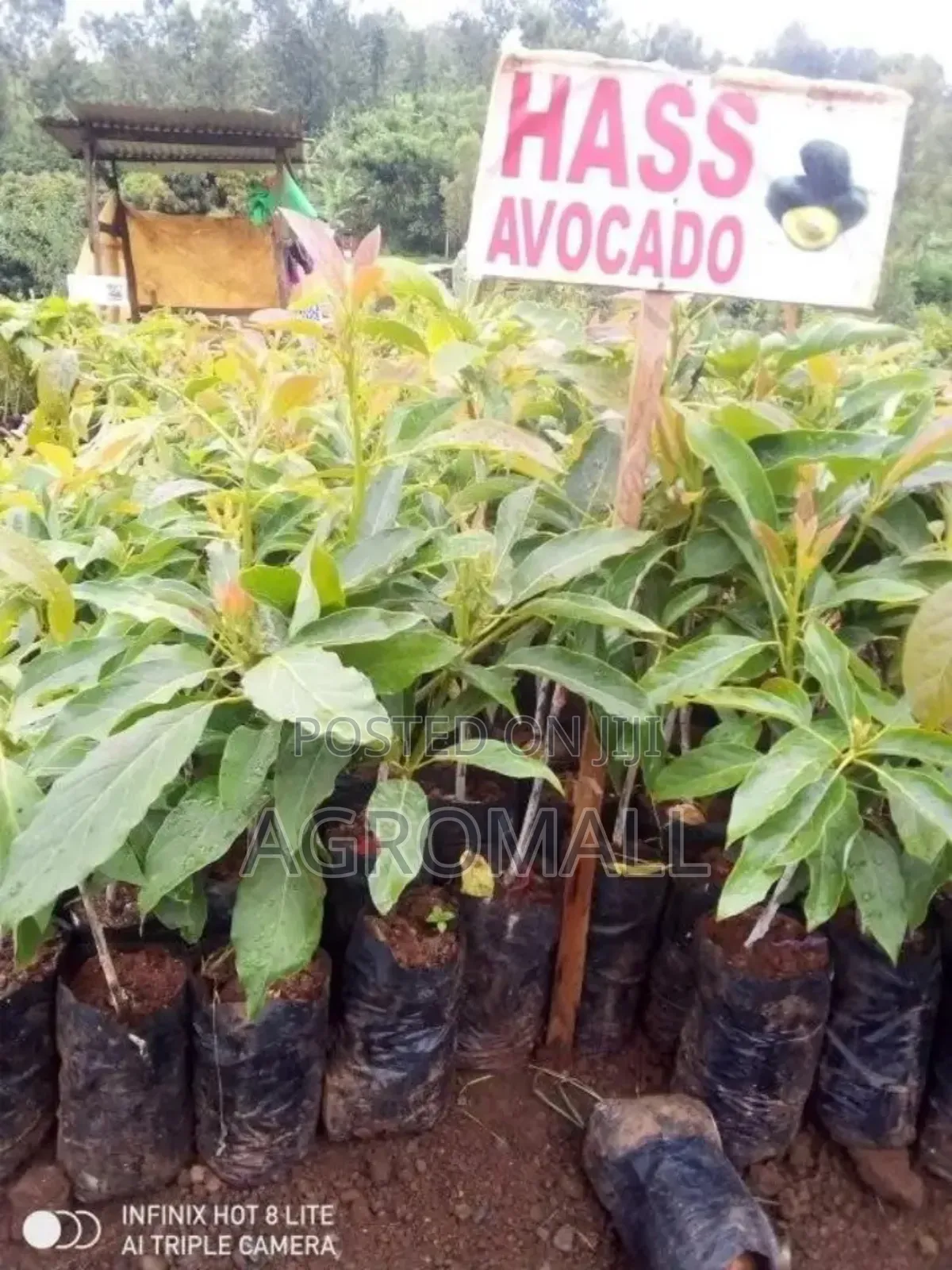 Avocado Pear Seedling