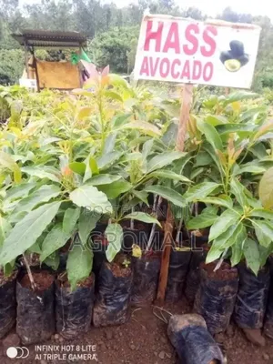 Avocado Pear Seedling