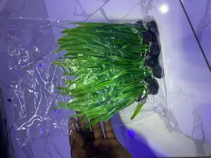 Mini Plants for Tanks and Bowl