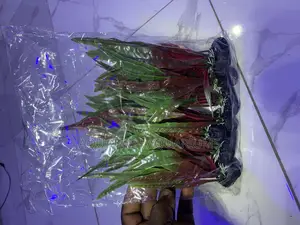Mini Plants for Tanks and Bowl