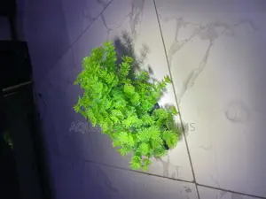 Bushy Plants for Aquarium