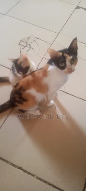 1-3 months Female Purebred American Shorthair