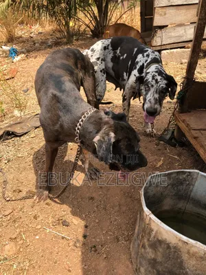 1+ year Male Purebred Great Dane