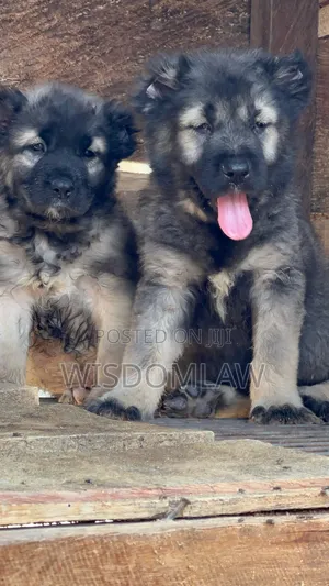 1-3 months Male Purebred Caucasian Shepherd