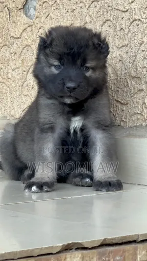 1-3 months Female Purebred Caucasian Shepherd