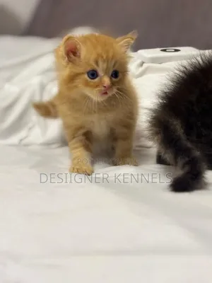 1-3 months Female Purebred Persian