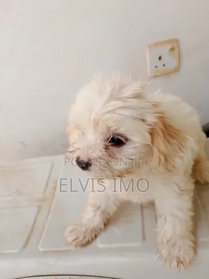 1-3 months Female Purebred Lhasa Apso