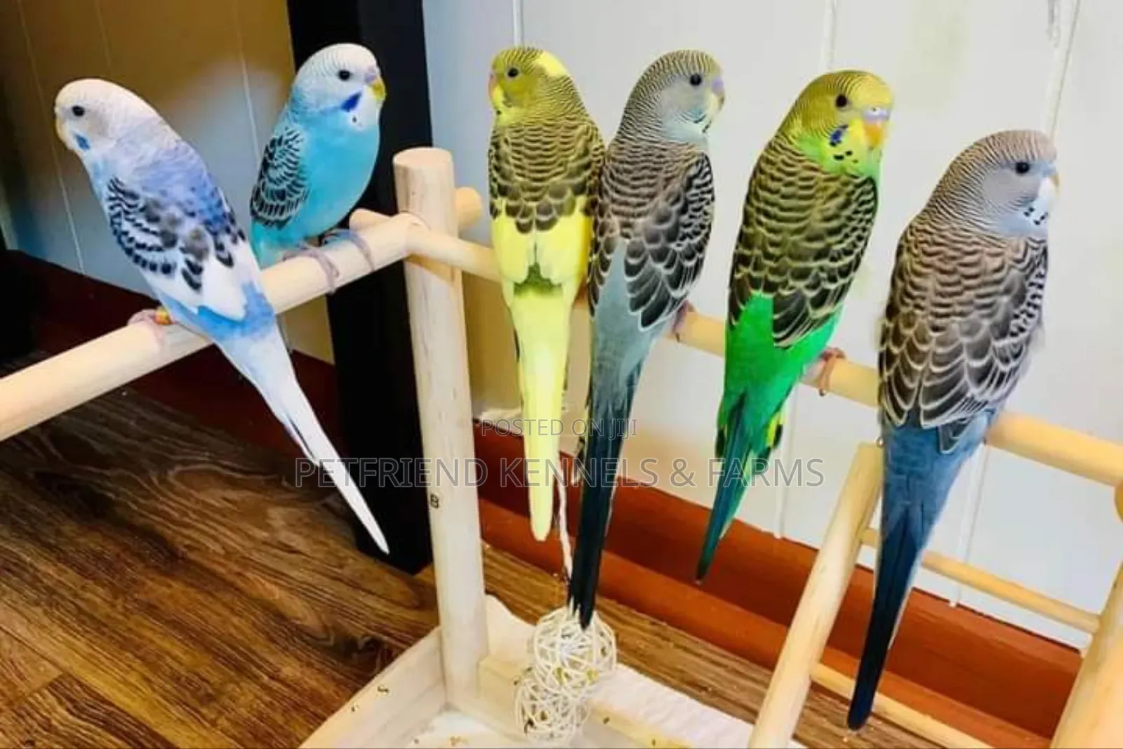 Budgerigar