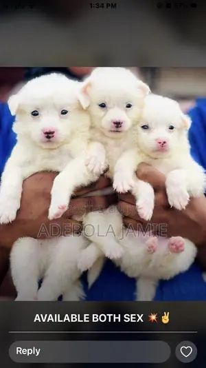 1-3 months Female Purebred American Eskimo