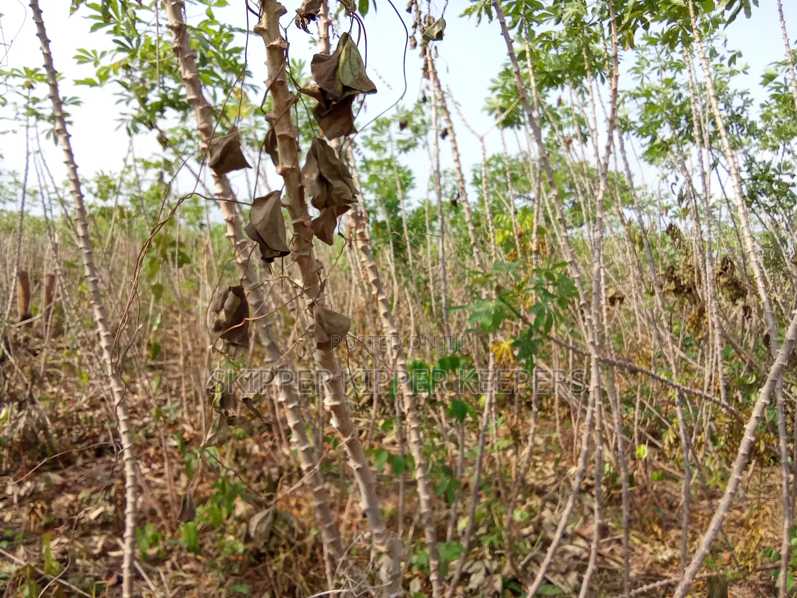 Cassava Stem Bundle
