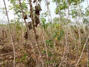 Cassava Stem Bundle