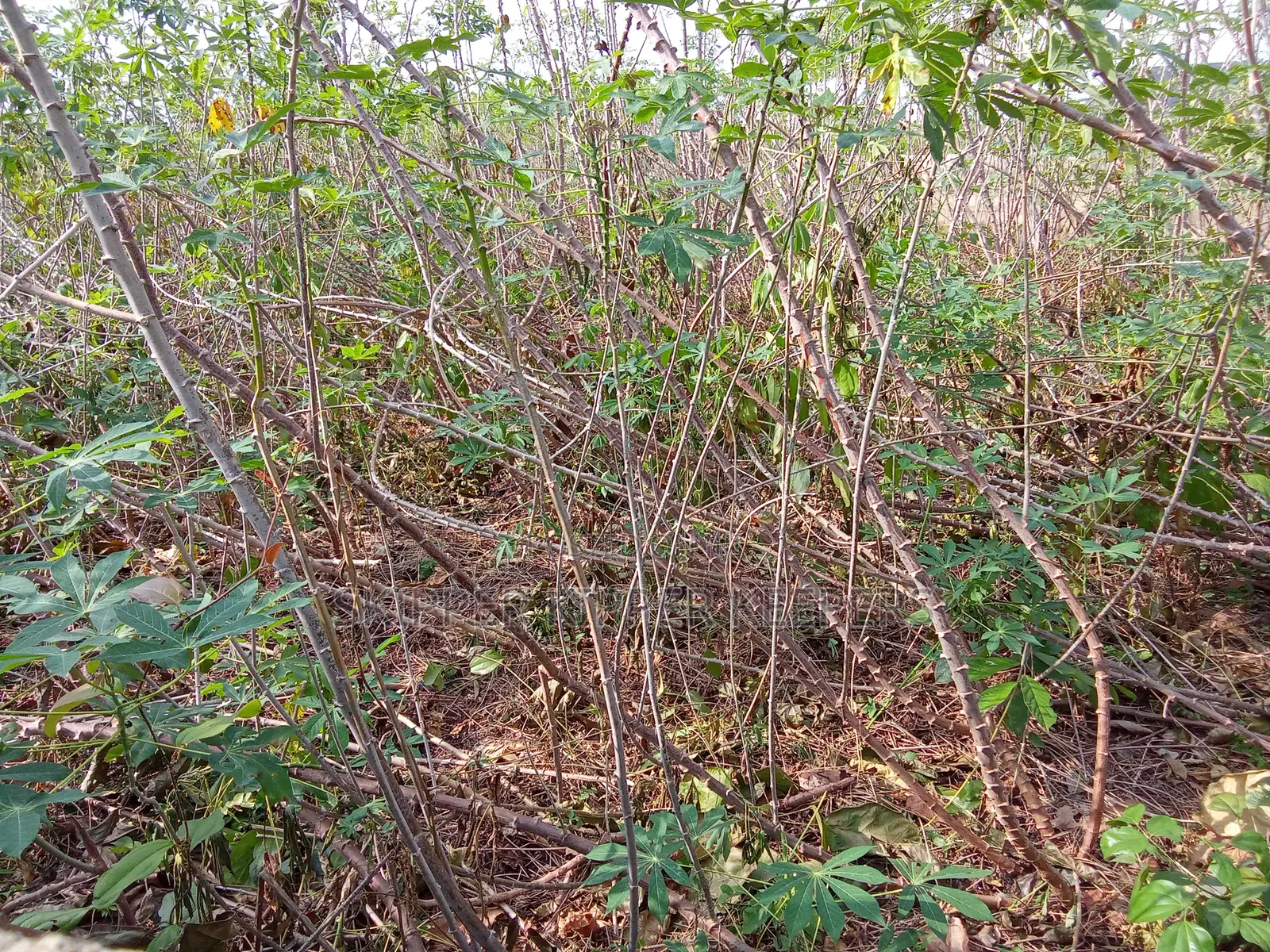 Cassava Stem Bundle