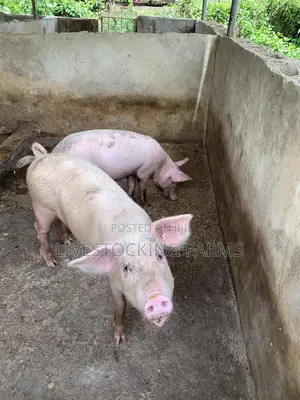 Slaughter Pigs for Sale