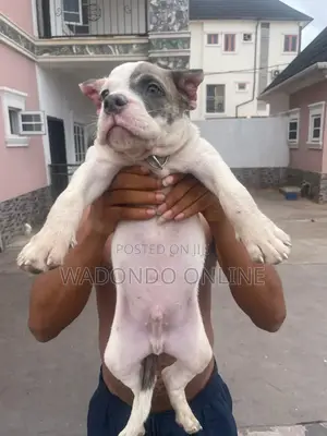 1-3 months Male Purebred American Bully