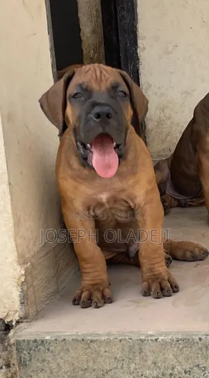 1-3 months Male Purebred Boerboel