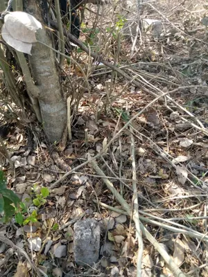 2 Plots of Land for Sale