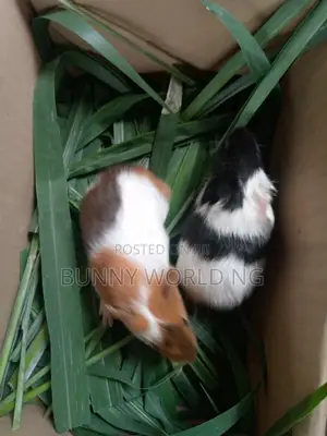 Guinea Pig for Sale