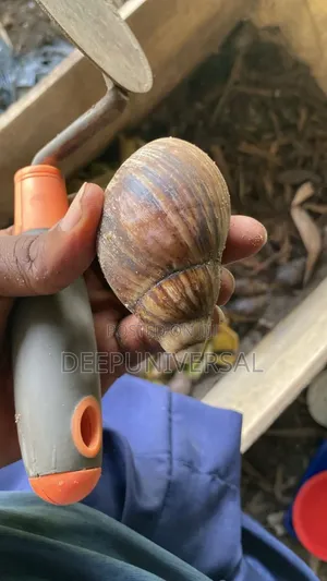 Giant Land Snail (Pol)