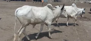 Photo - Cattles Available