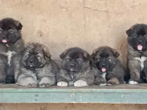 1-3 months Male Purebred Caucasian Shepherd