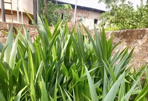 Hybrid Sweet Dwarf Coconut