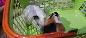 Beautiful Guinea Pigs for Sale