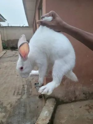 Different Breed Rabbits Available