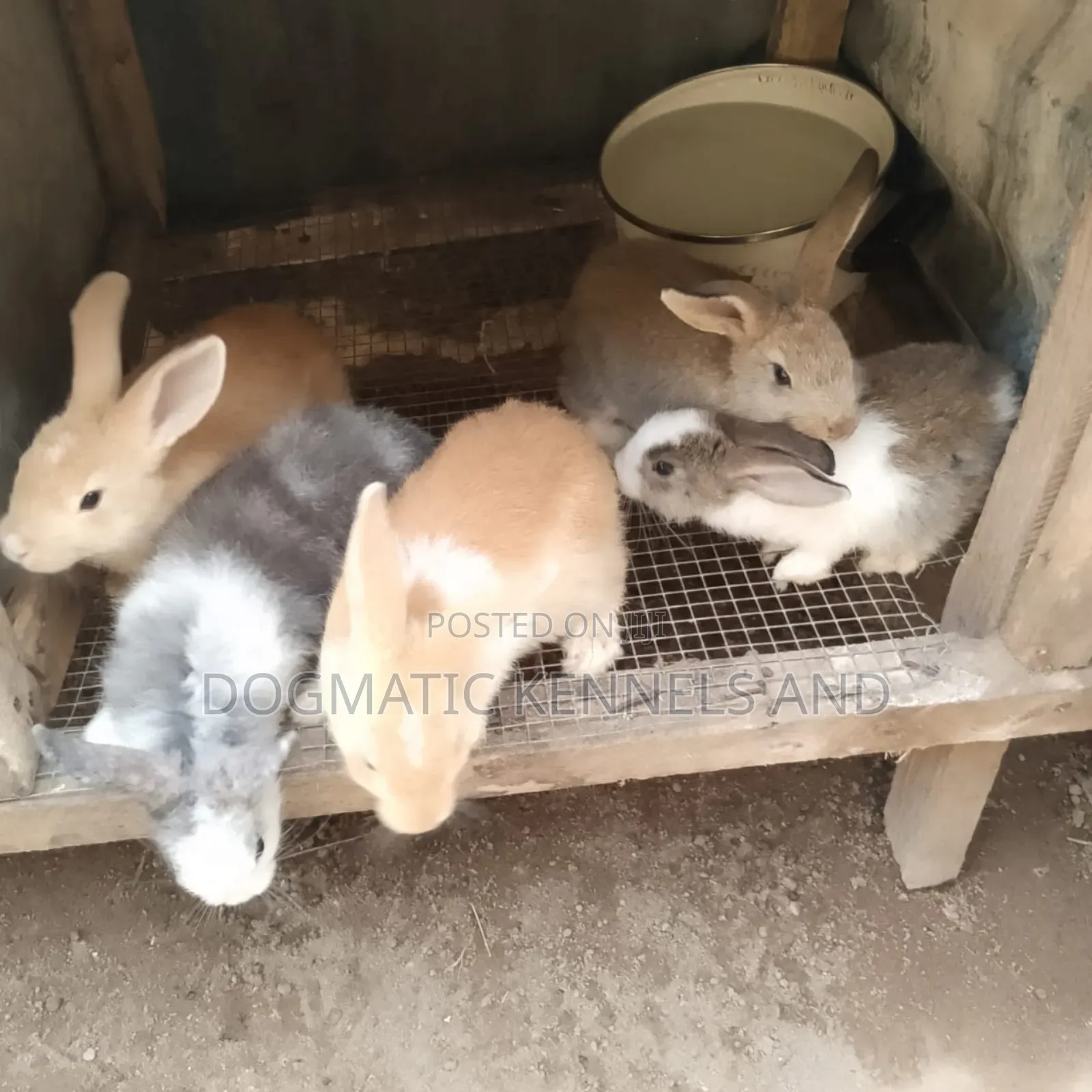 Different Breed Rabbits Available