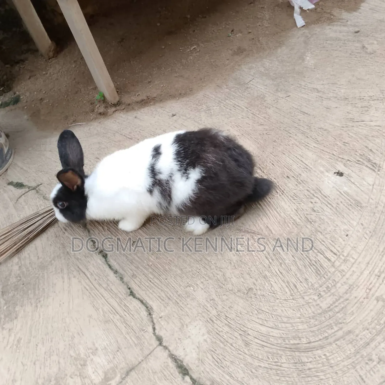 Different Breed Rabbits Available