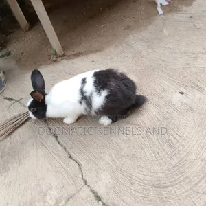Different Breed Rabbits Available