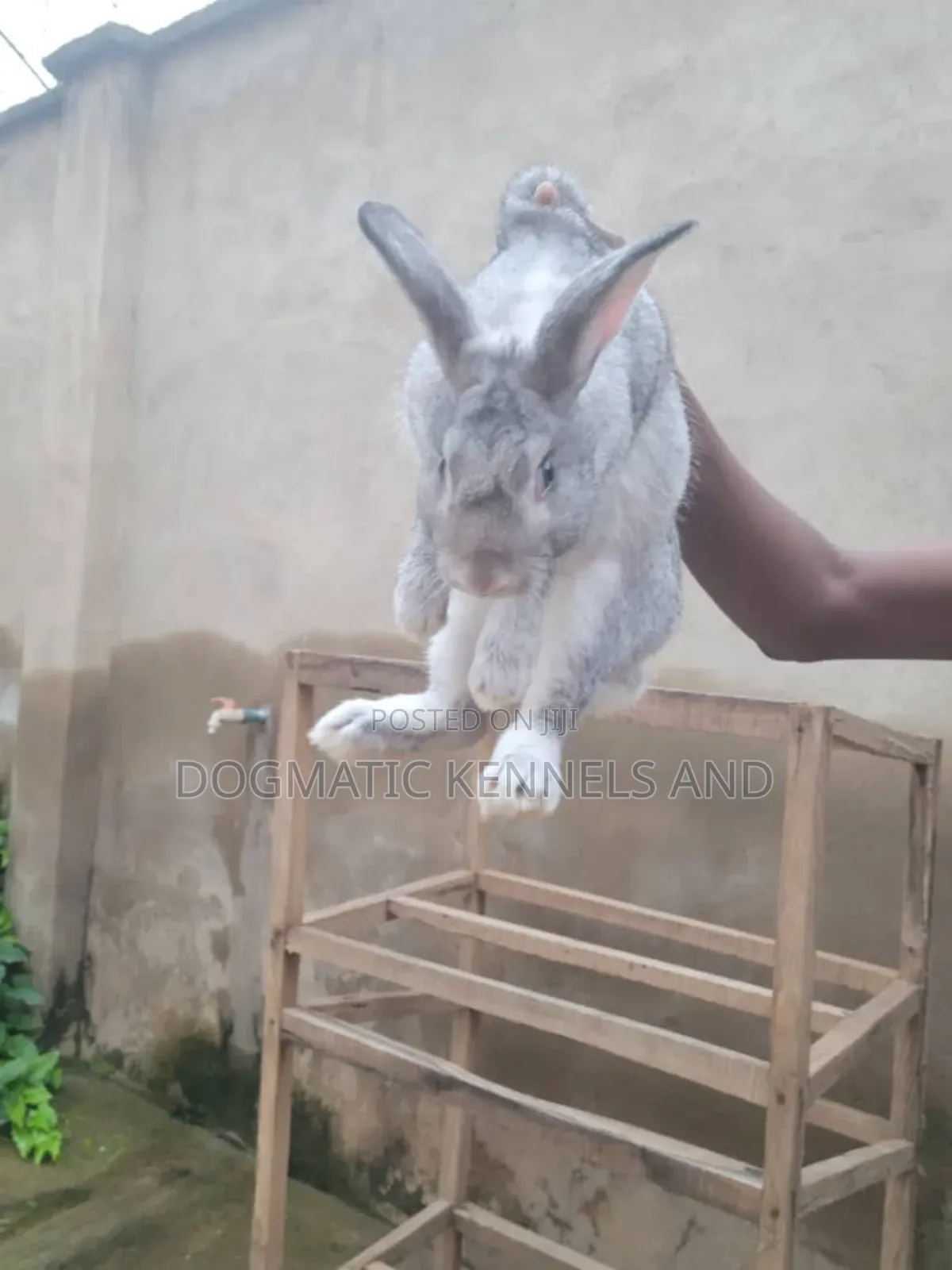 Different Breed Rabbits Available