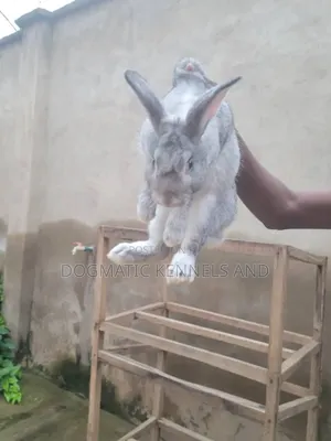 Different Breed Rabbits Available