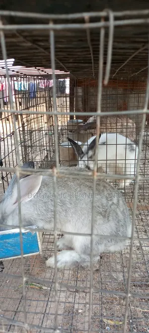 Different Breed Rabbits Available