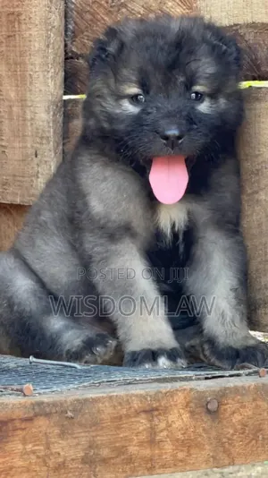 1-3 months Female Purebred Caucasian Shepherd