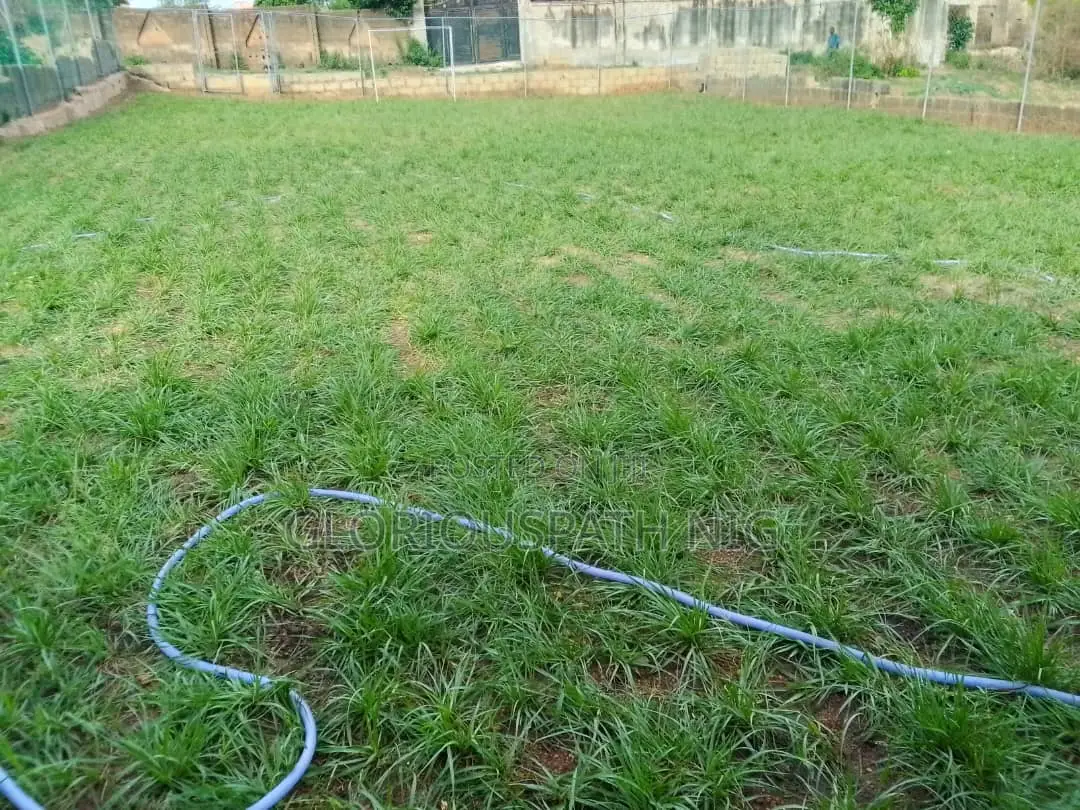 Grass and Flowers