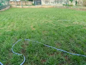 Grass and Flowers