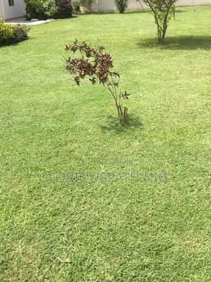 Grass and Flowers