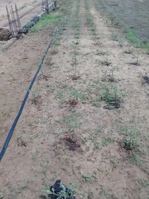 Make #15,000,000 From One Acre of Tomato Farm.