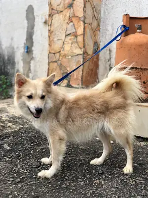 6-12 months Female Purebred American Eskimo