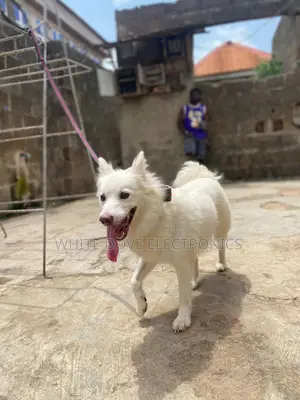 6-12 months Female Purebred American Eskimo